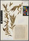 Foto von Salix acmophylla Boiss. x Salix alba L.